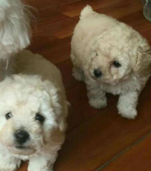 Poodle Mini