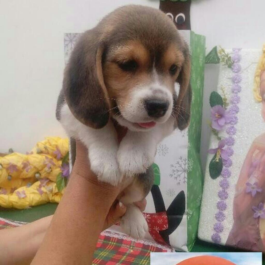 Beagle con Pedigree