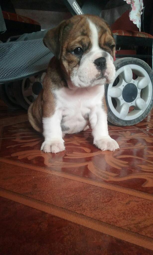 Bulldog Ingles