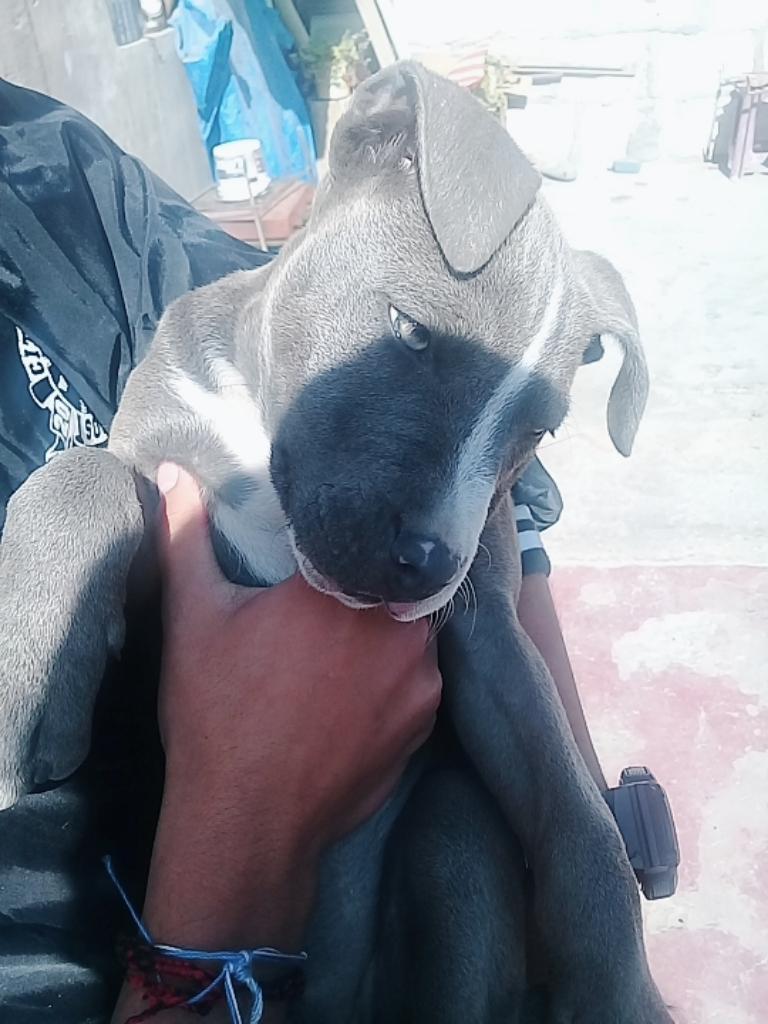Cachorra Pitbull Blue Nose