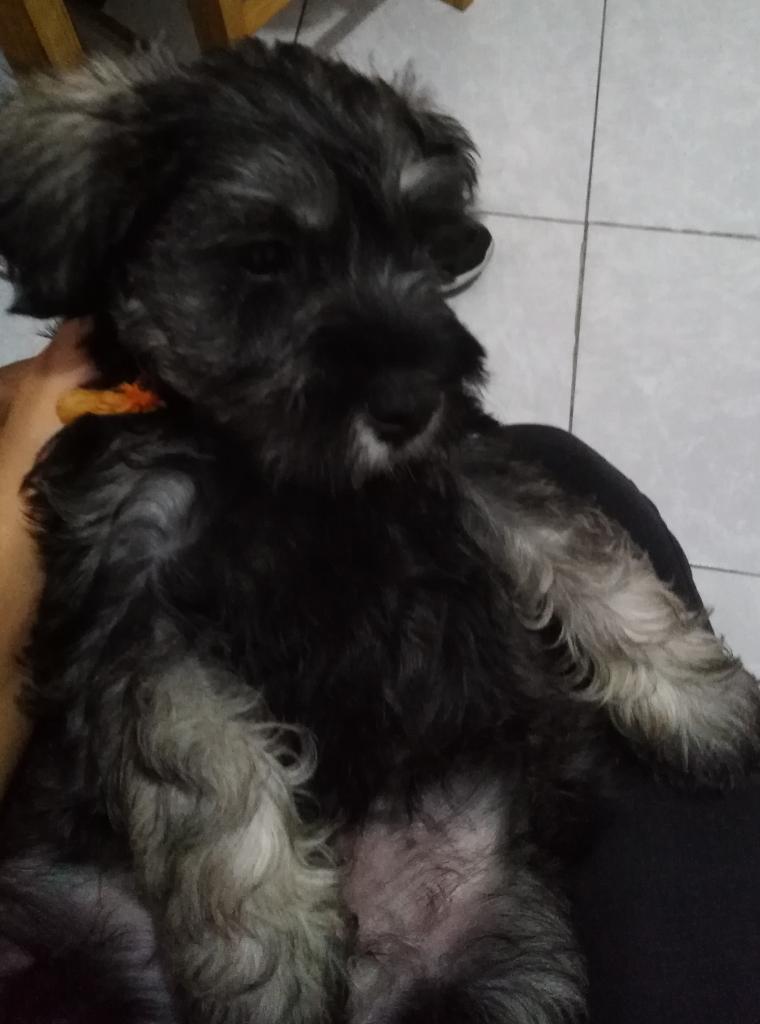 Cachorra Schnauzer