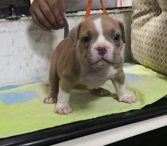 Cachorra exotic Bully copropiedad