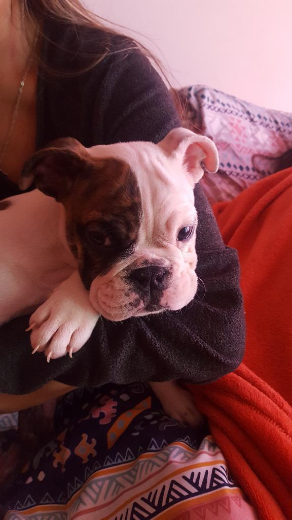 Cachorrita Bulldog Ingles