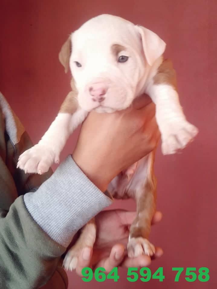 Cachorro PITBULL