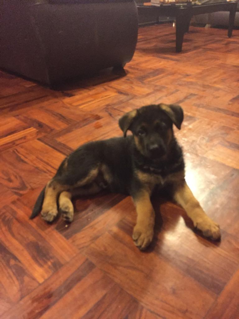Cachorro Pastor Aleman