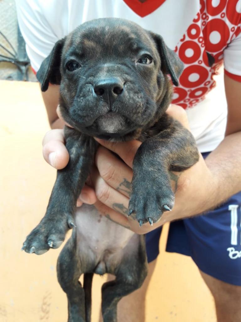 Cachorros América Bully