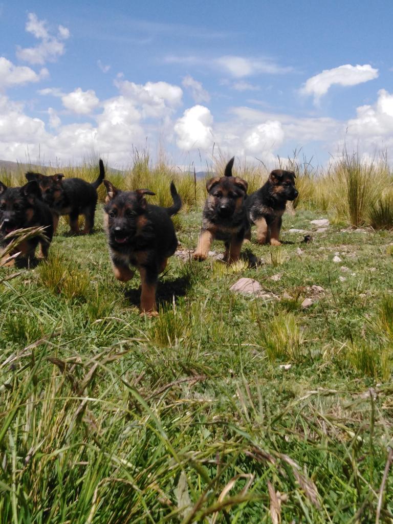 Cachorros Pastor Alemán