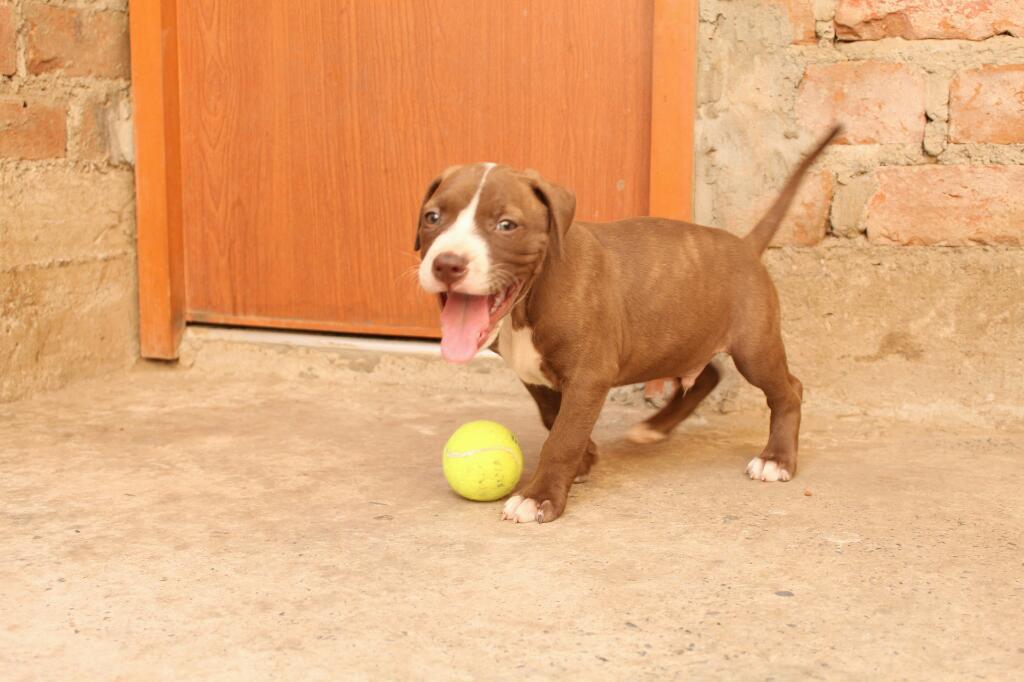 Cachorros Pitbull