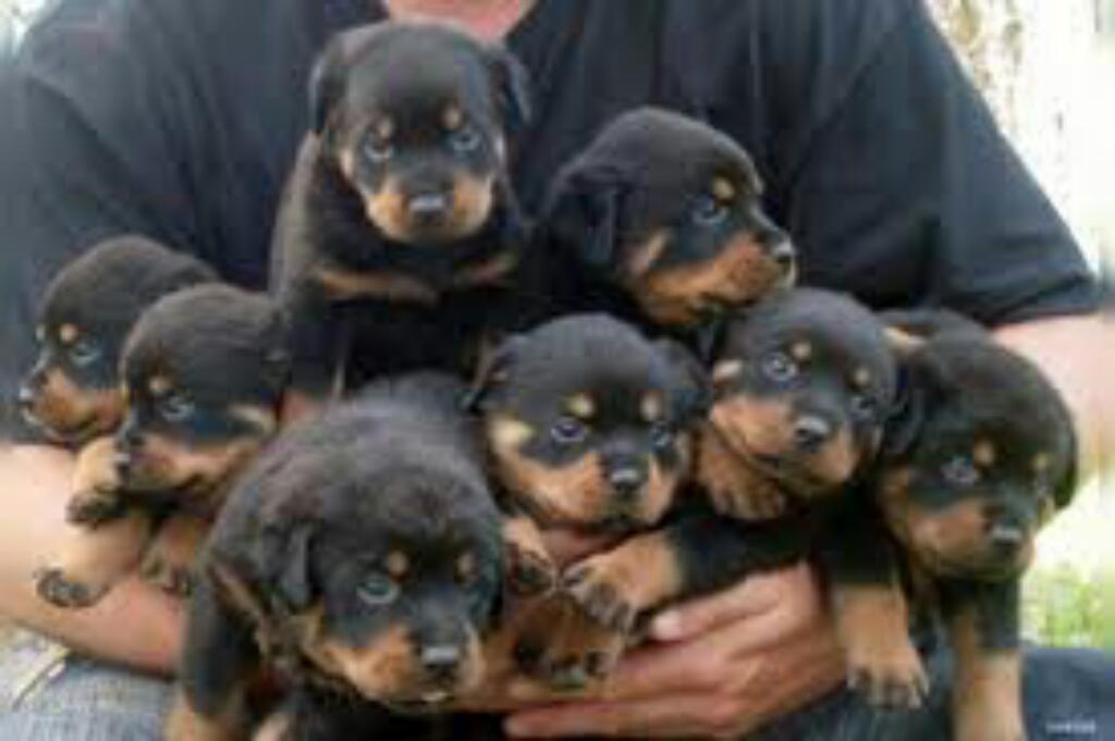 Cachorros Rottweiller