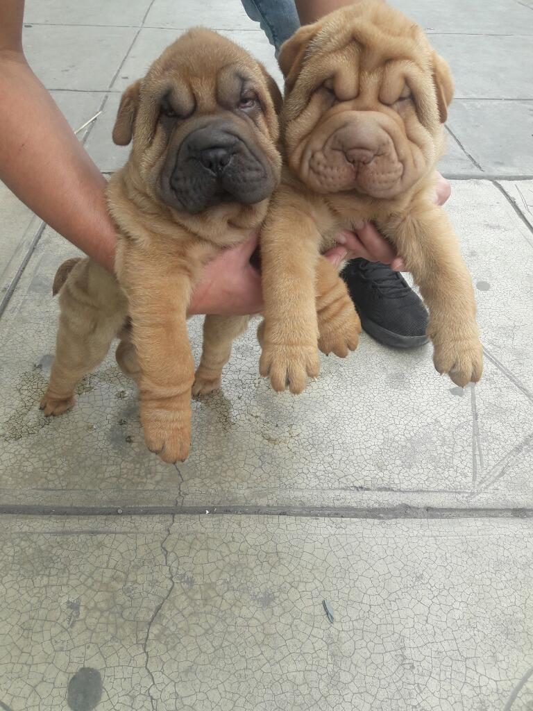 Cachorros Sharpei Durazno