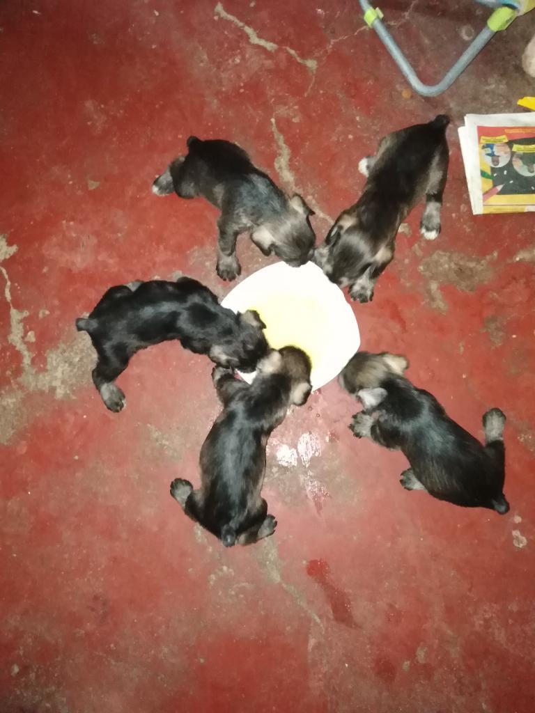 Cachorros Snauser Mini