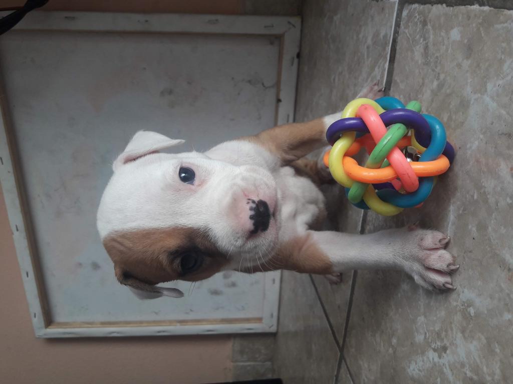 Cachorros fusion pittbull bully venta