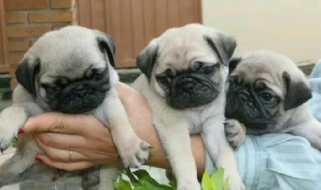 Ccachorros Pug