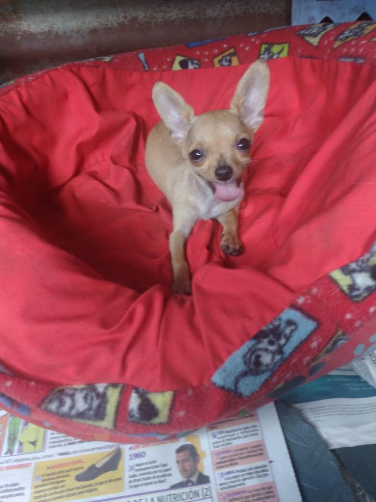 Chihuahua Toy Macho Y Hembra
