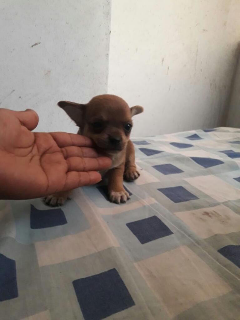 Chihuahuas