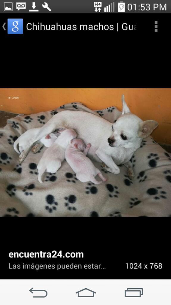 Chihuahuas Toyss Calidad Pedigrie