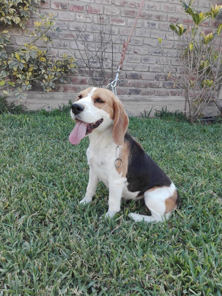 Criadero Canino Del Sur Beagles Perú