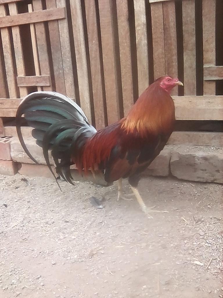 Gallo Gallos