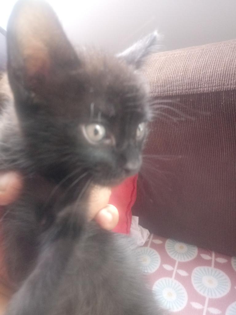 Gatito Negro en Adopcion