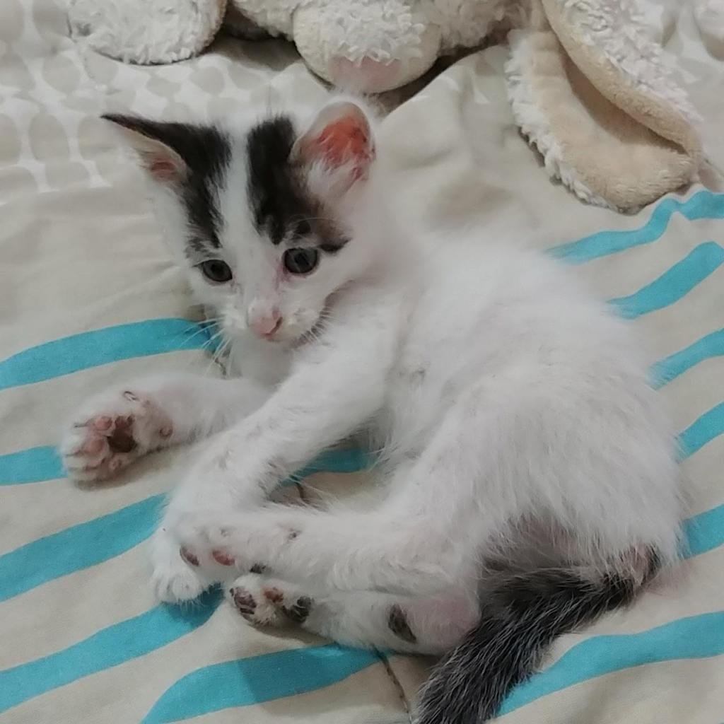 Gatito macho en Adopción en Lima