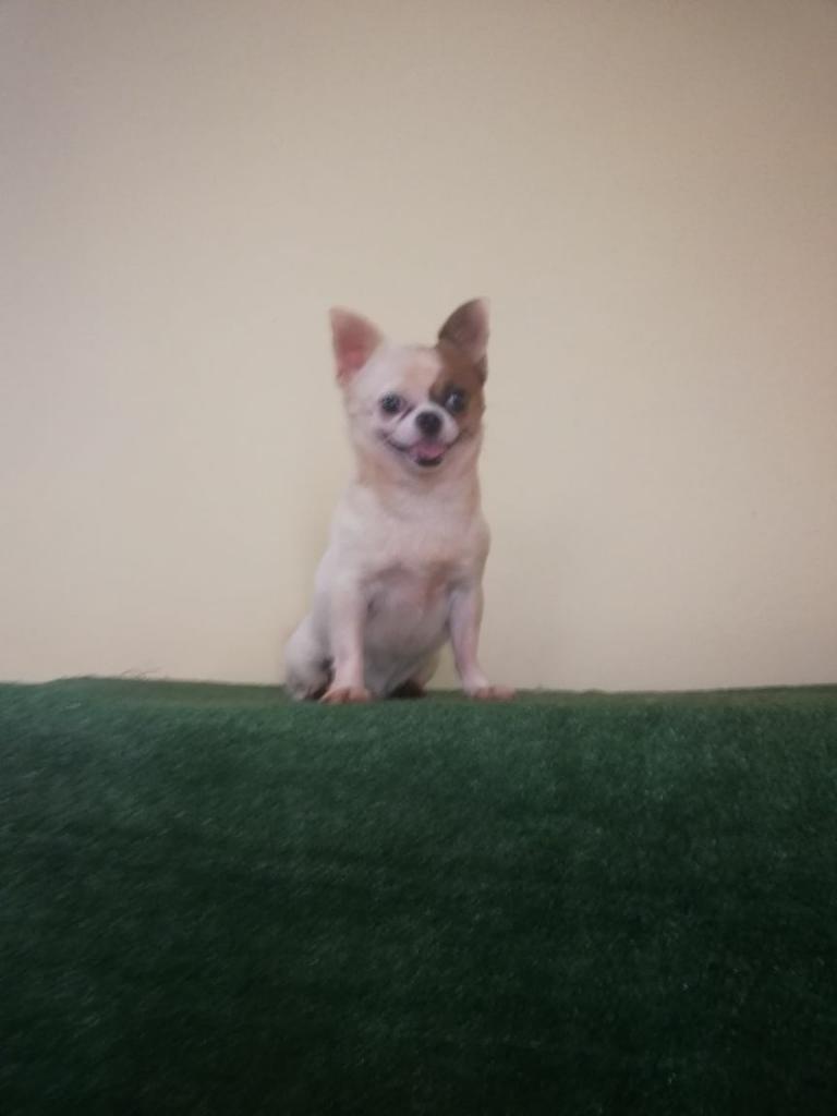 Hermoso Chihuahua Brinda Servicio de Std