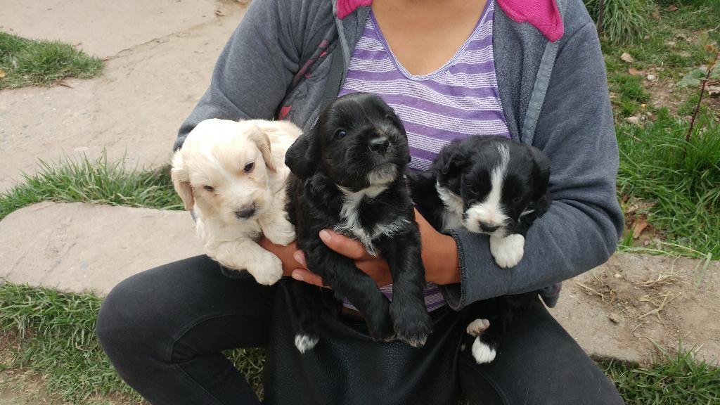 Hermosos Cachorros