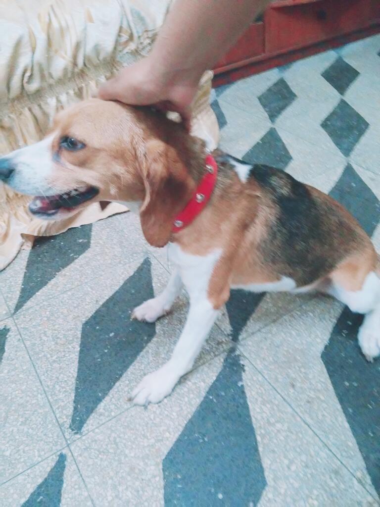 Linda Beagle Rafaela en Venta Unica