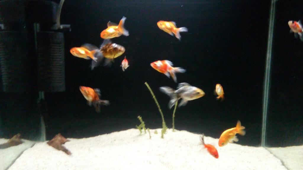 Peces Goldfish Variados