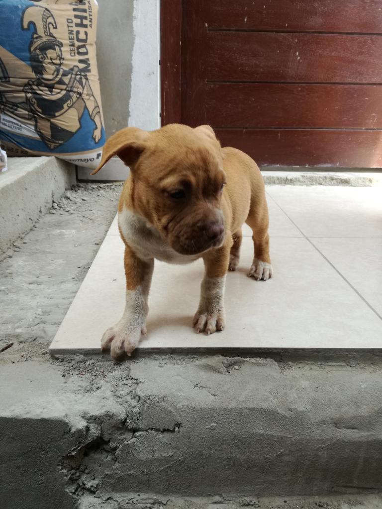 Perrita en Venta