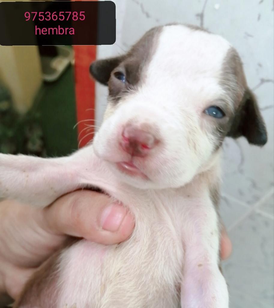 Perritas Pitbull Red Nose