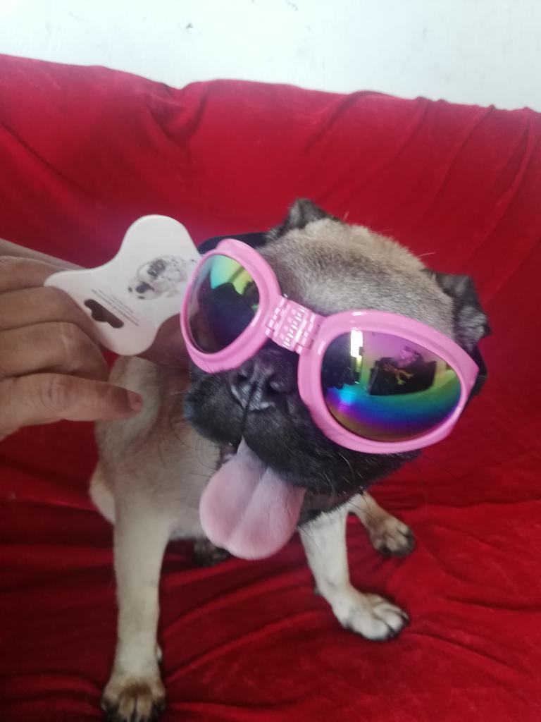 Pug Hembra