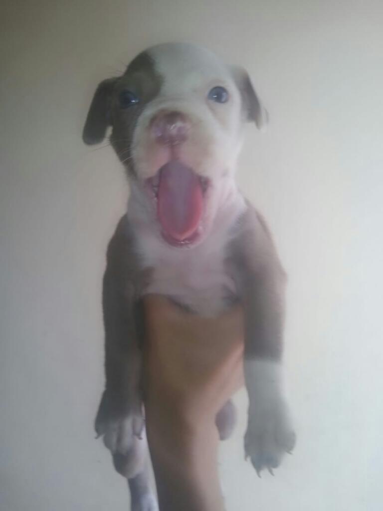 Se Vende Cachorrollos Pitbull Raza Pura