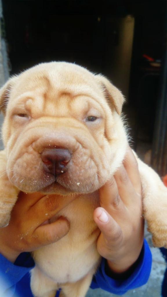 Sharpei de 2 Meses