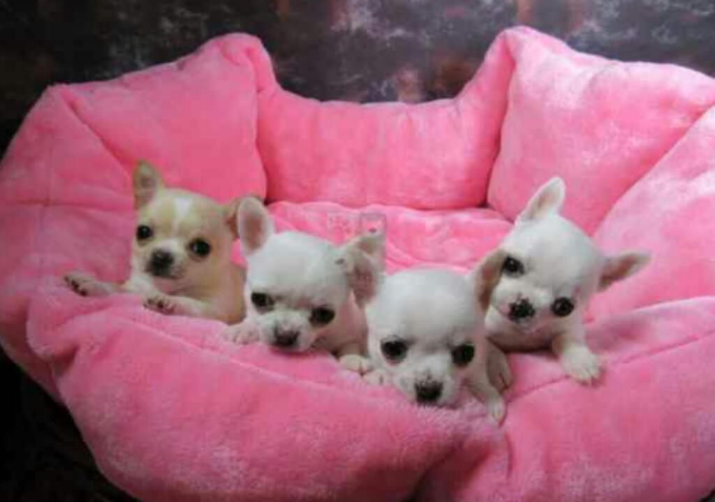 Tiernoos Chihuahuas Miniaturass