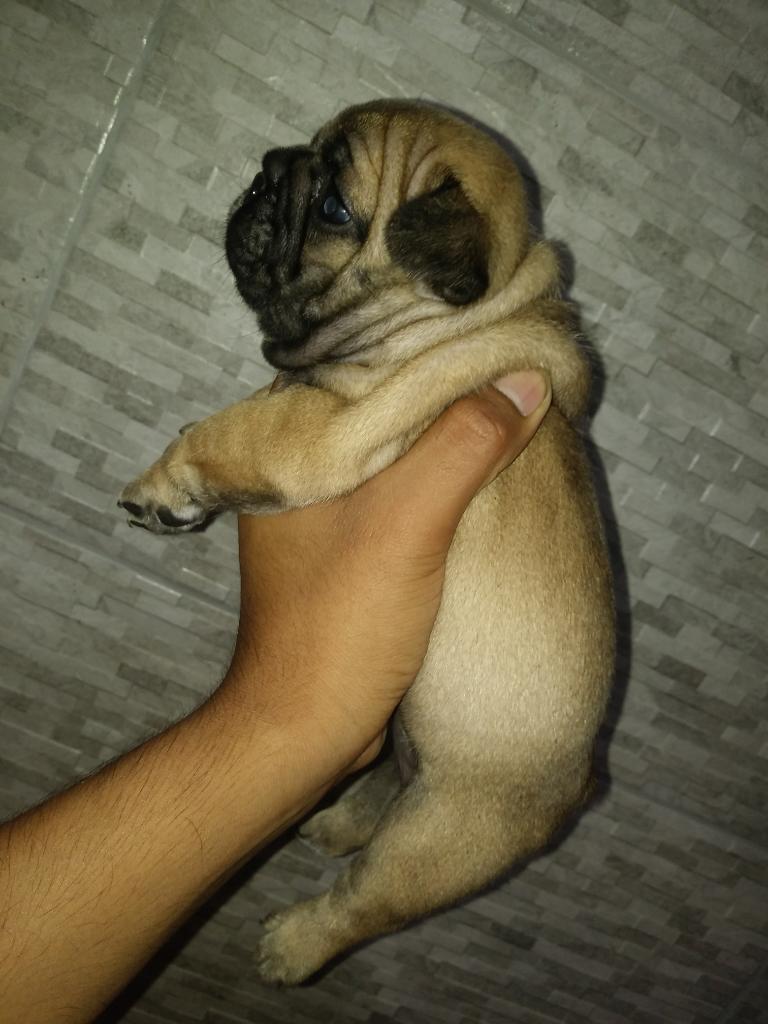 Vendo Bulldog Frances