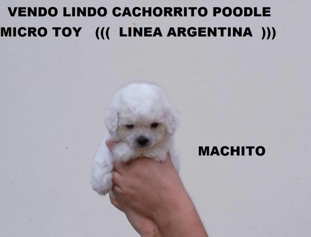 Vendo Hermoso Cachorrito Poodle Micro Toy LINEA ARGENTINA