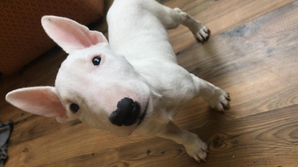 Vendo cachorra bull terrier