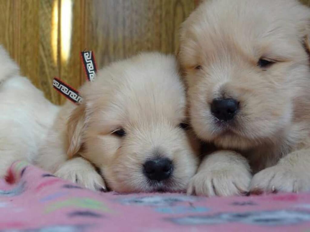 Venta de Cachorros Golden Retrievers