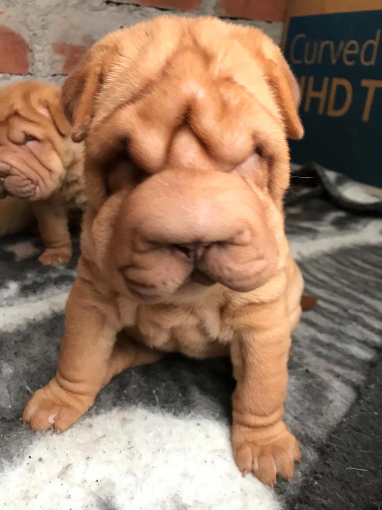 Venta de Shar Peis