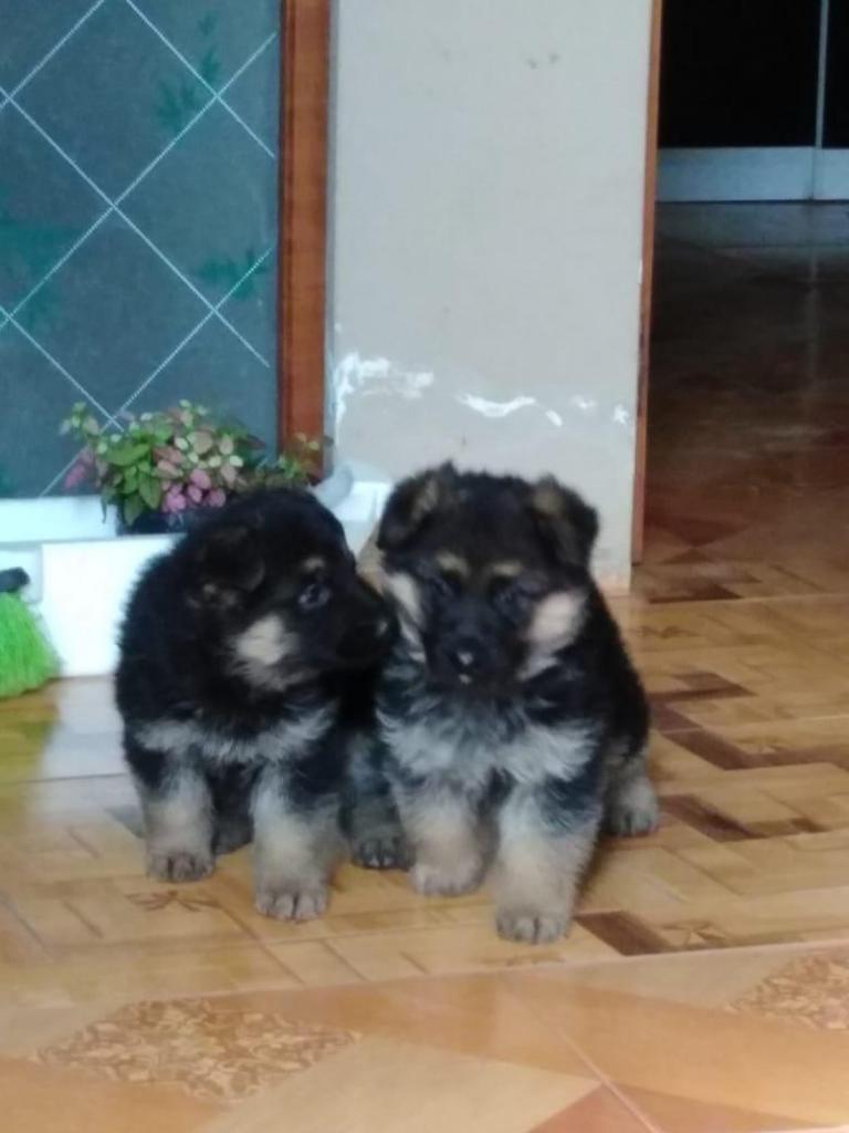 cachorros pastor aleman