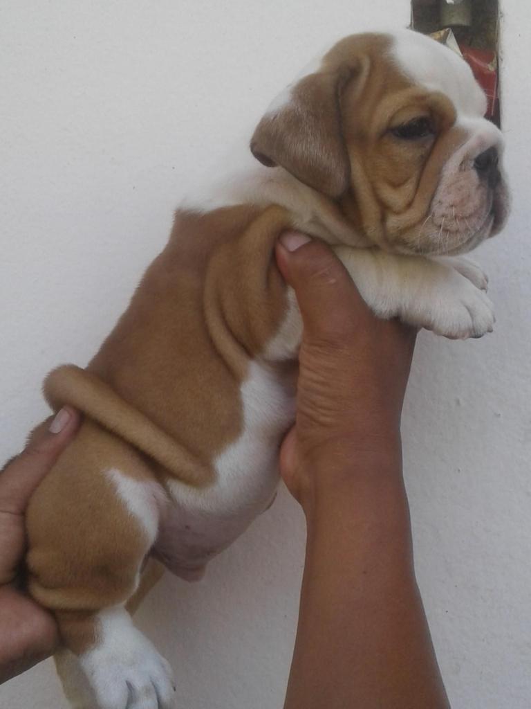 hermosos cachorros bulldog ingles