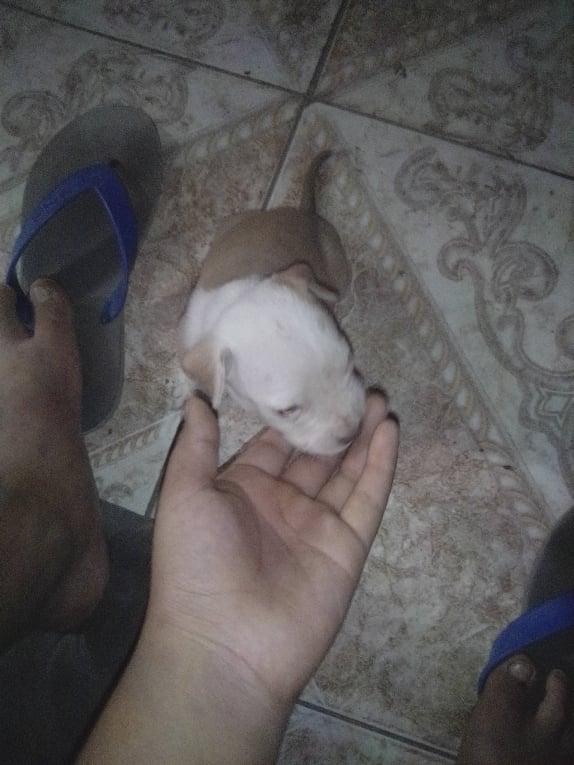 se vende cachorra pitbul