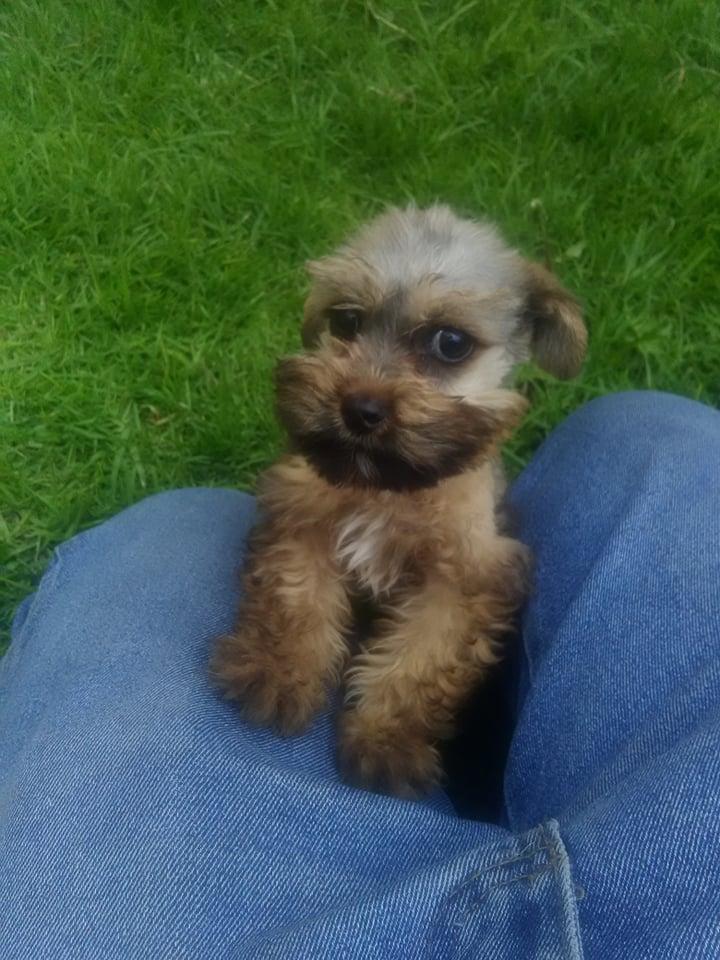 shnauzer cachorrito con vacunas