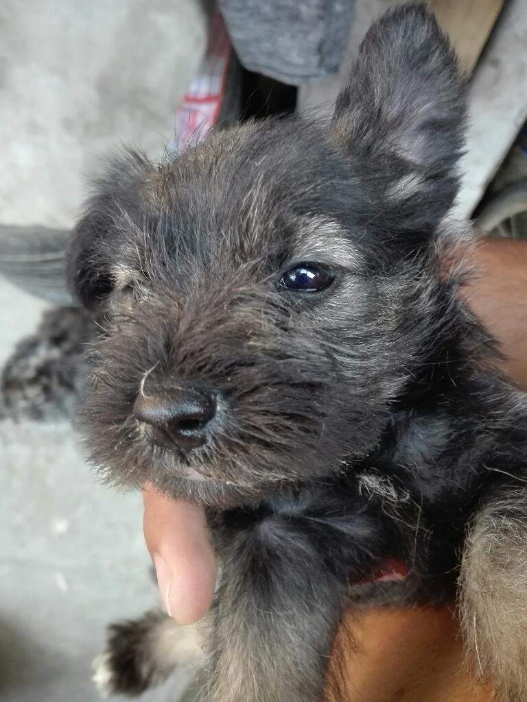 2 Cachorros Schnauzer