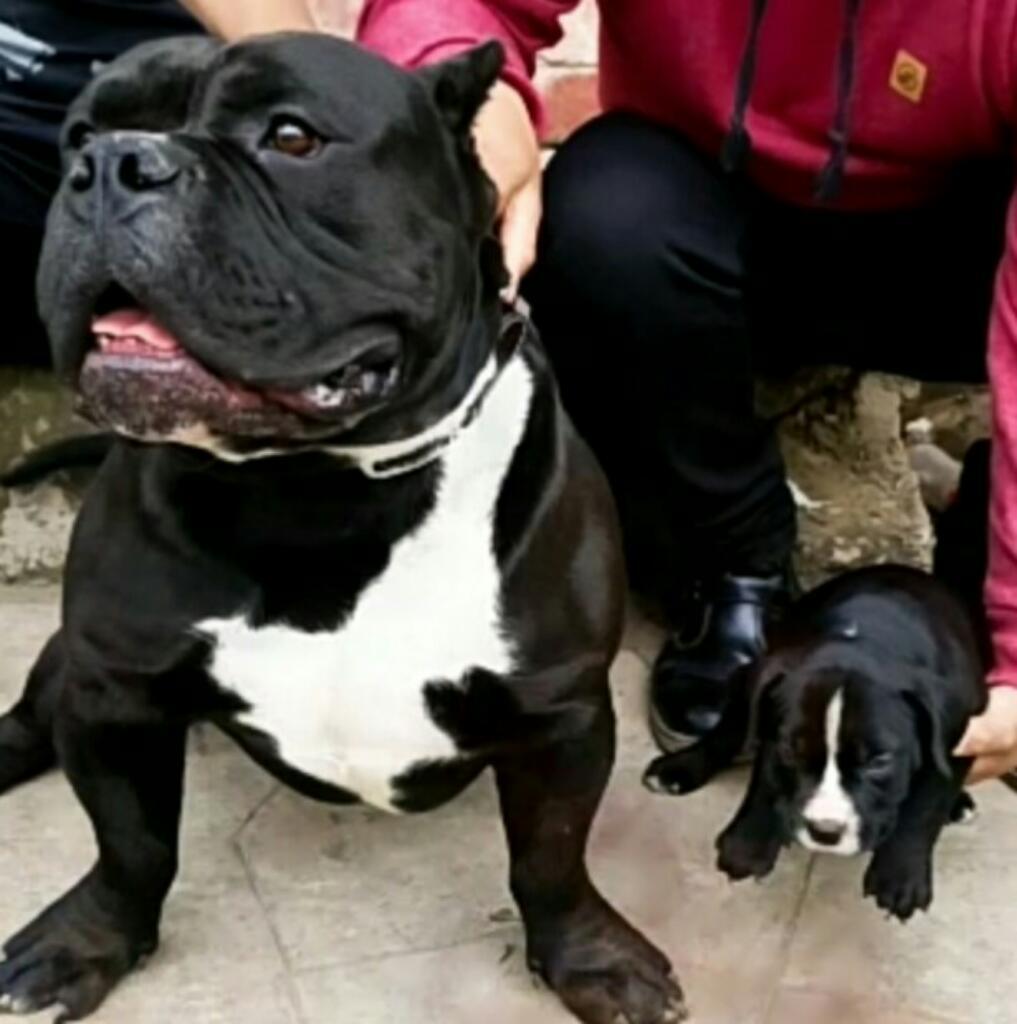 Cachorrita Bully X Fusión