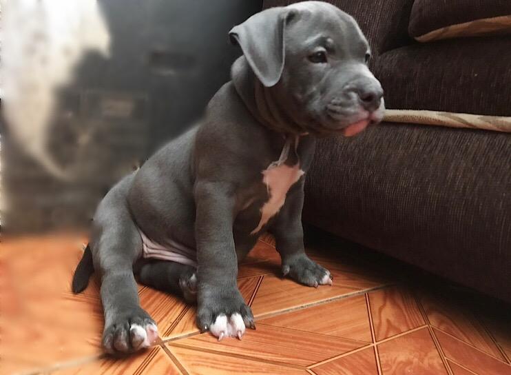 Cachorroamerican Bully