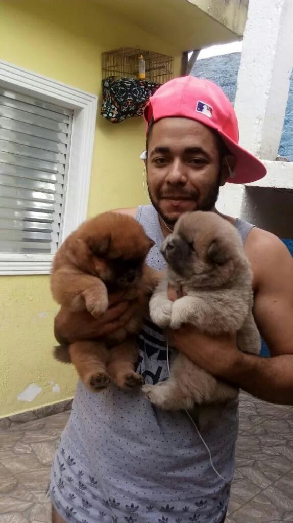 Cachorros Chow Chow en Venta