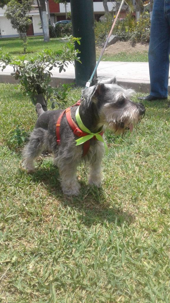 Schnauzer Servicio de Monta Perro