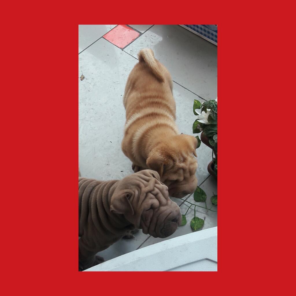 Sharpei Vacunados