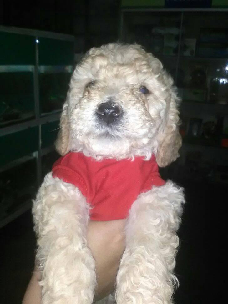 UN Cachorrito Raza POODLE HEMBRA de 2 meses